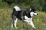 ALASKAN MALAMUTE 354